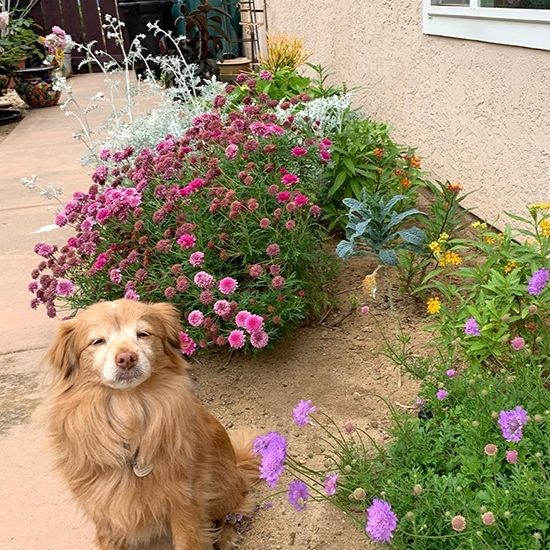 A view of my Monarch butterfly with my dog, Ginger